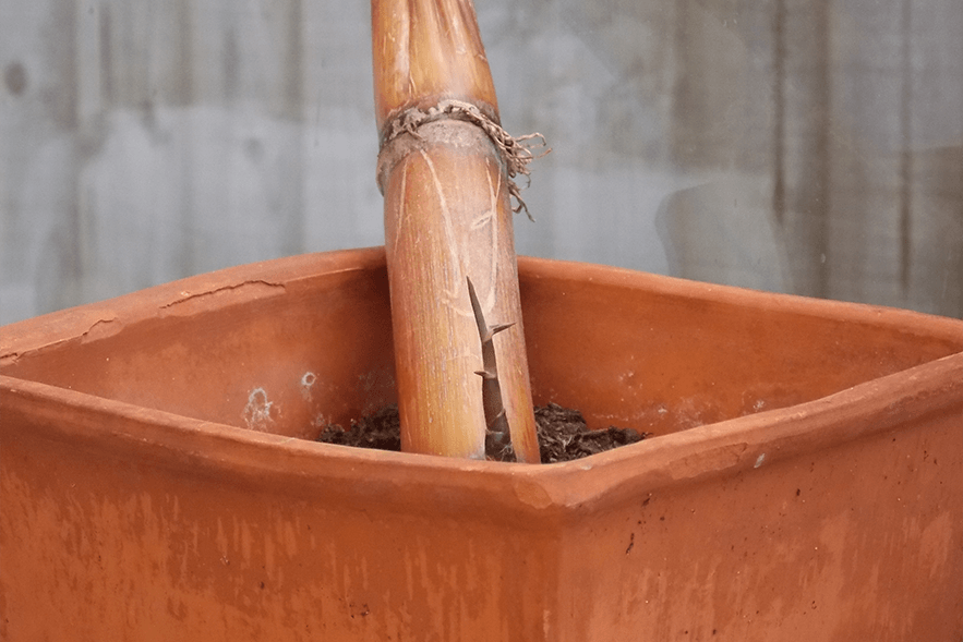 An attempt at growing suger cane