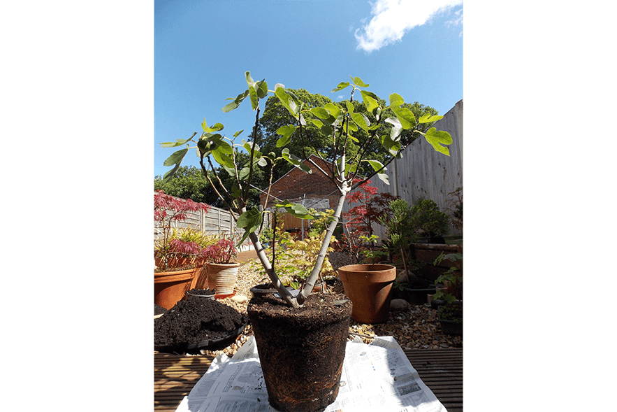 Fig pots now mainly roots