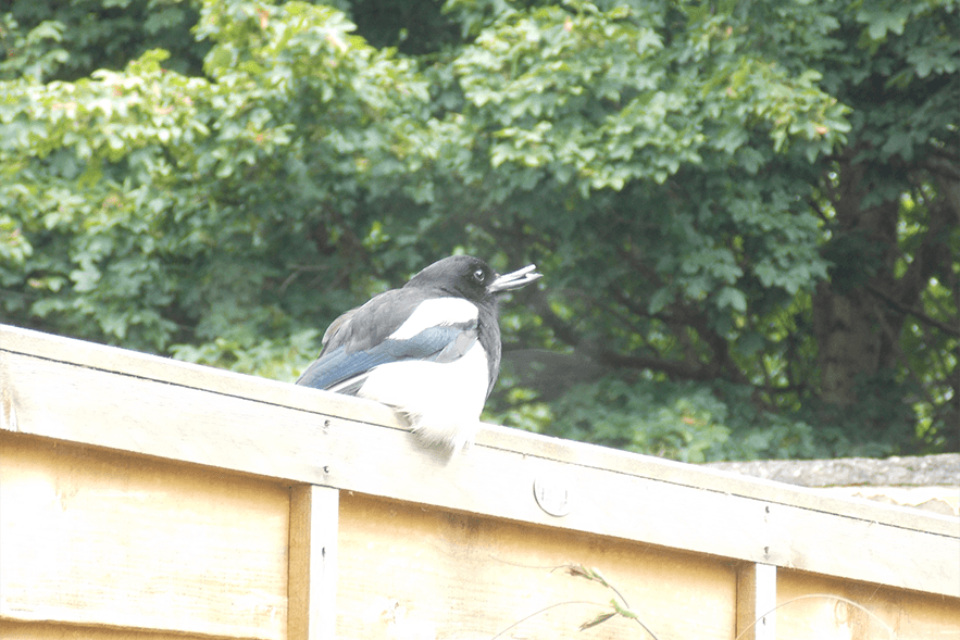 Second resident magpie