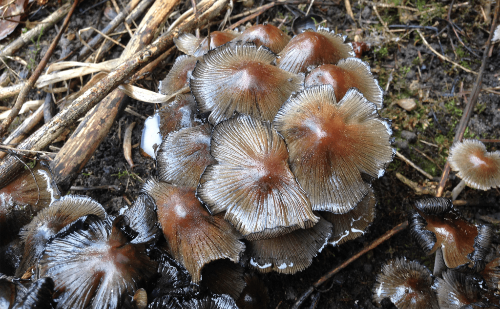 Mushrooms on site