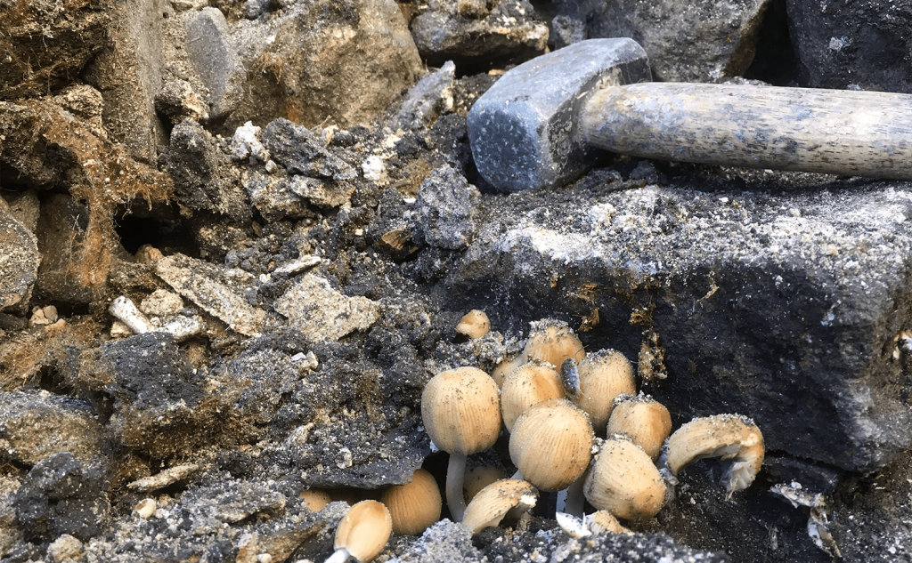 Mushrooms growing through the wall