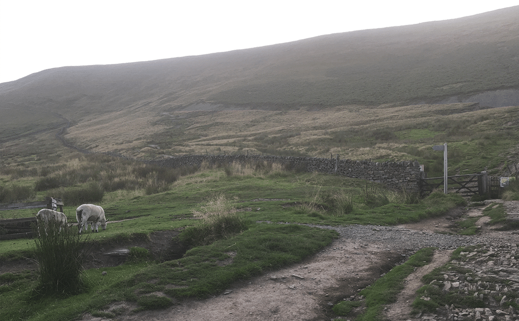 gritstone-drystone-field-wall-pendleside-19