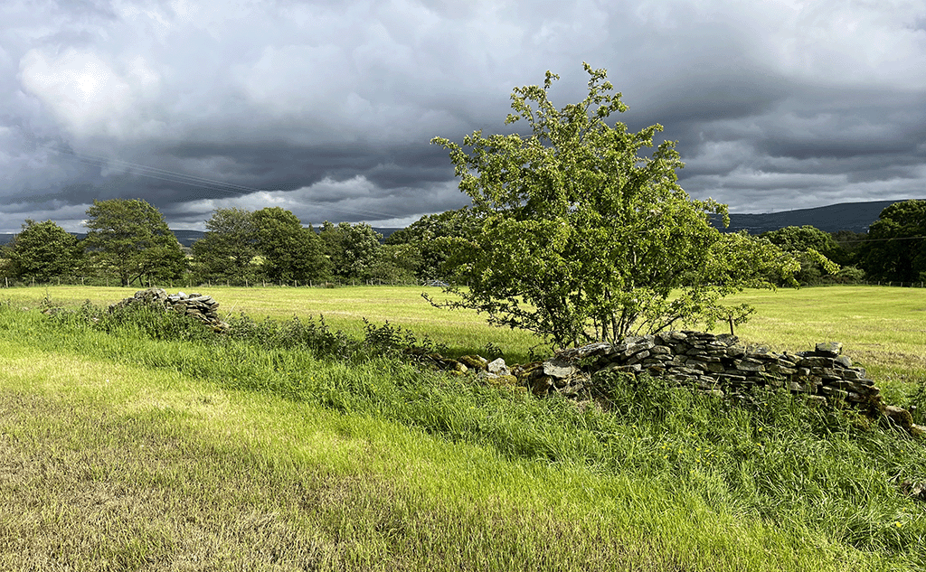 Damaged & collapsed dry stone wall field wall
