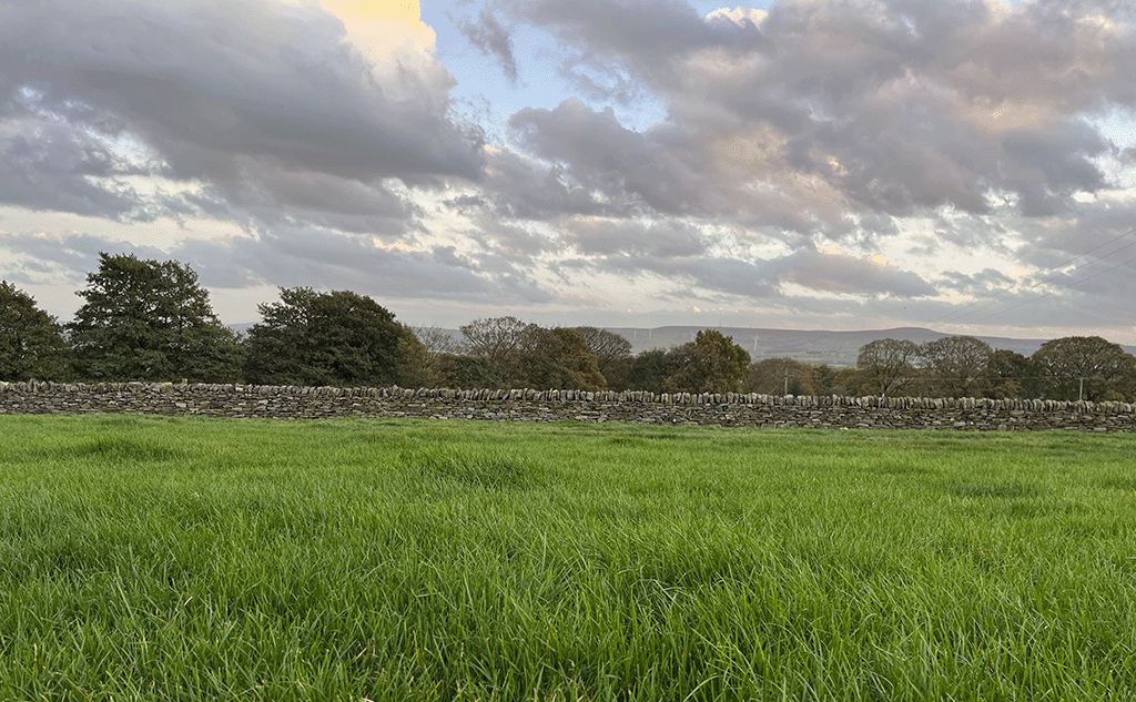Dry stone wall, field wall progress